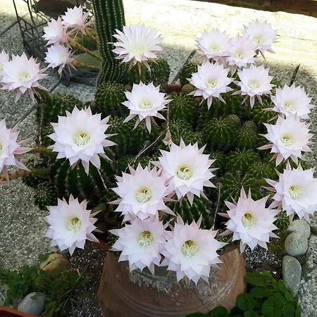 라벤나 Il Giardino Roccioso B&B 외부 사진
