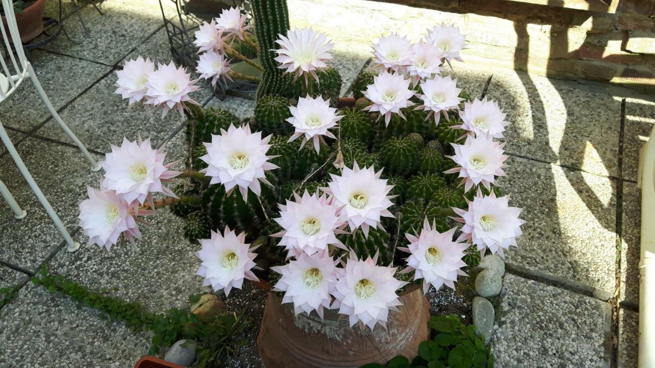 라벤나 Il Giardino Roccioso B&B 외부 사진